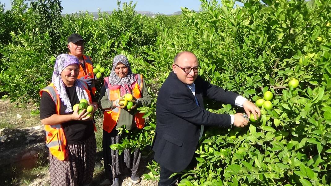 Mersin'de hasadı başladı: Kilosu 8 liraya satılıyor 2